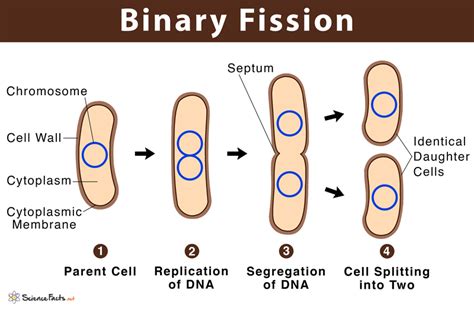 binary fission def